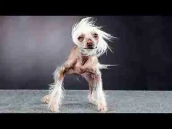 Video: Top 10 Stinkiest Dog Breeds